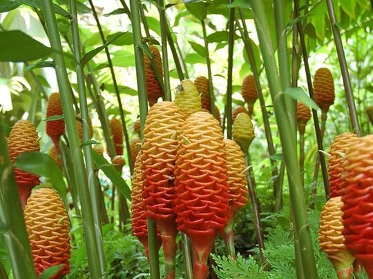 Voici à quoi ressemble une plante de gingembre